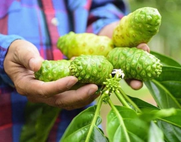 TÁC DỤNG CỦA QUẢ NHÀU ( NONI )